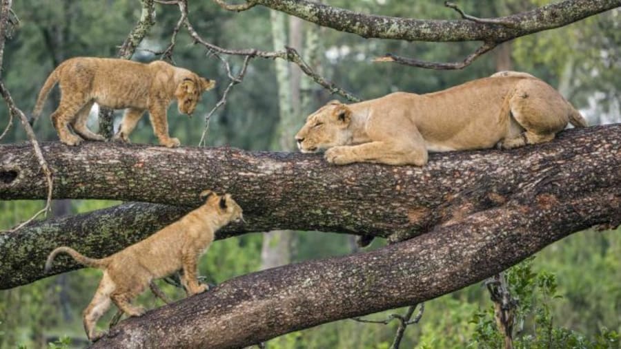 View the pride of Tarangire National Park