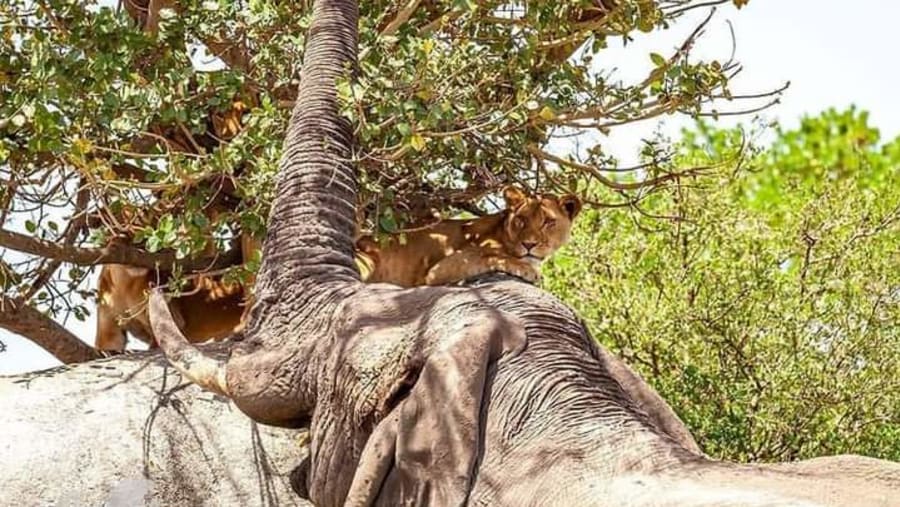 Tanzanian lions