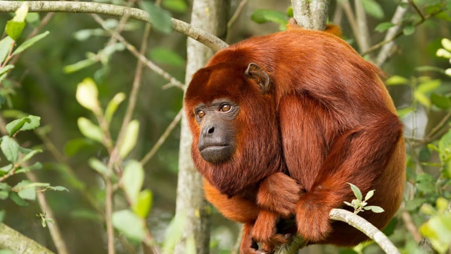 See the Red Howler Monkey