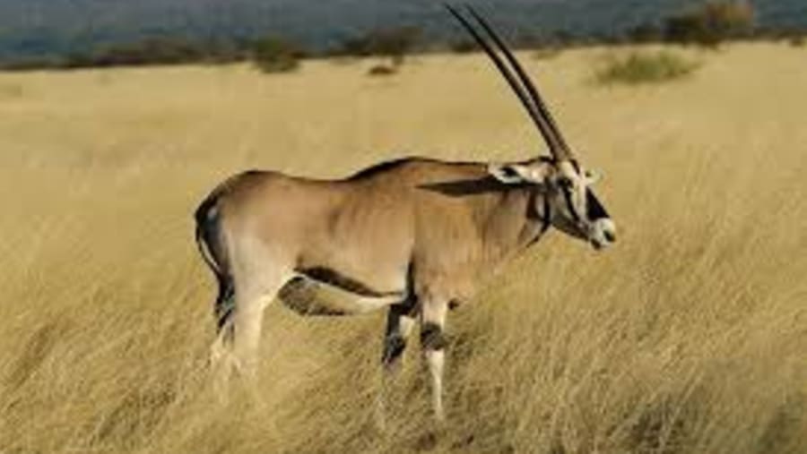 Witness the African wildlife