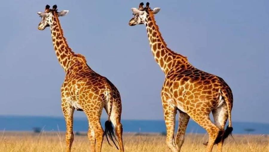 Northern giraffe