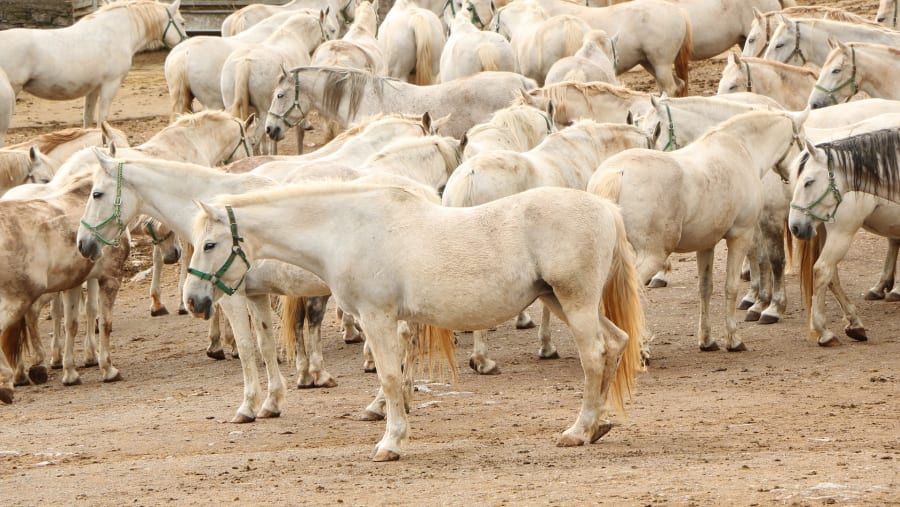 Lipizzaner stallions in Lipica