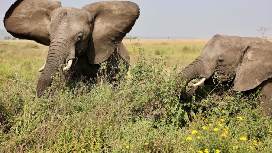 Elephants in South Africa