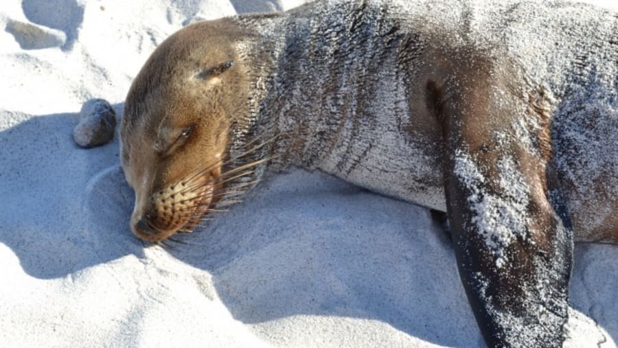 Sea lion taking a nap