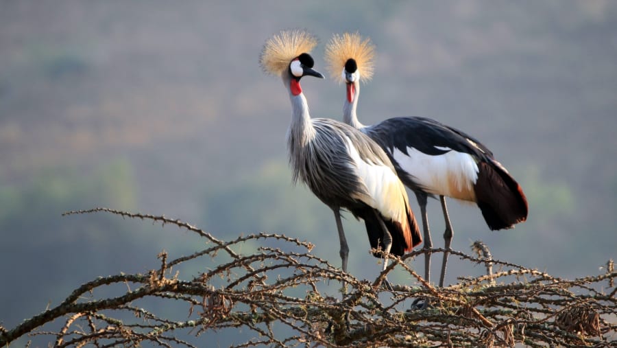 Grey Crowned Crane at Lake Mburo National Park