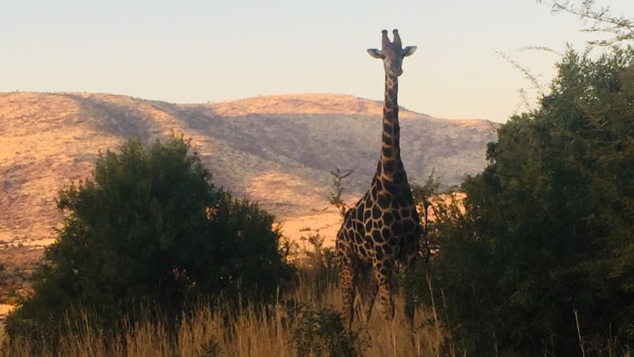 Giraffe spotted mid safari