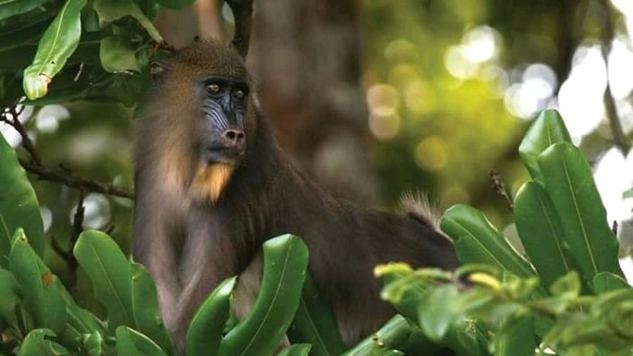 Mandrill at Dja Reserve