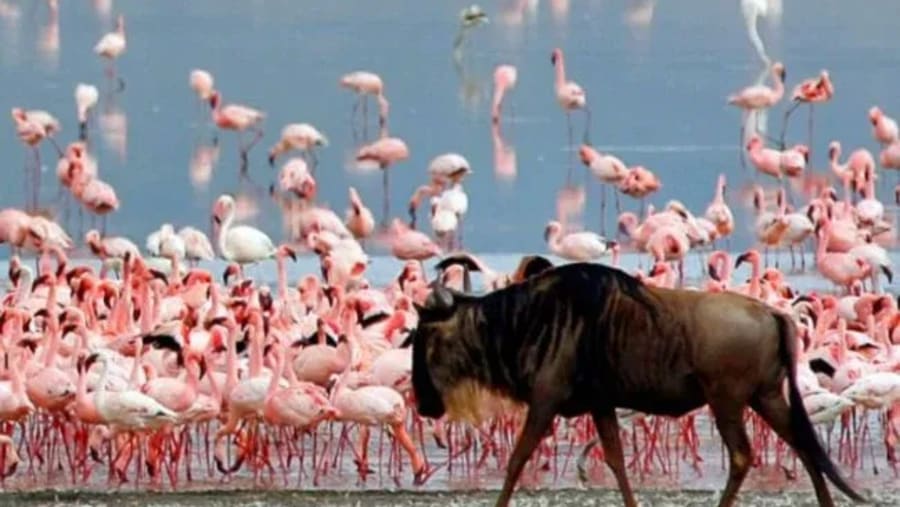 Lake Manyara National Park