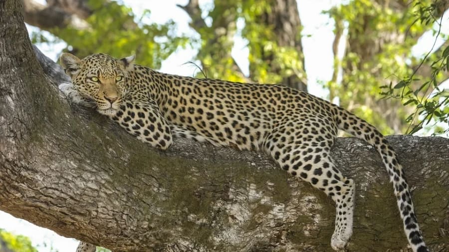 Spot leopards