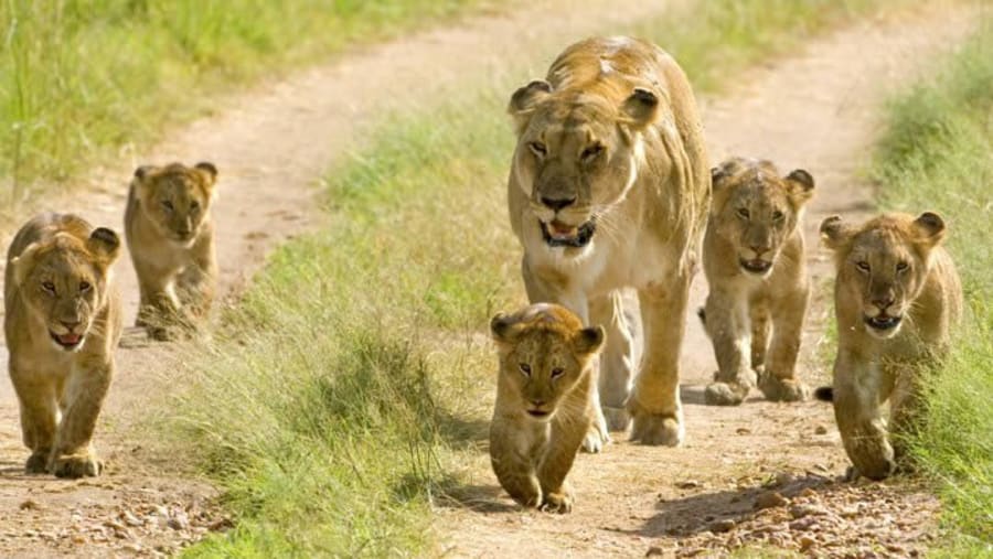 Witness the African wildlife