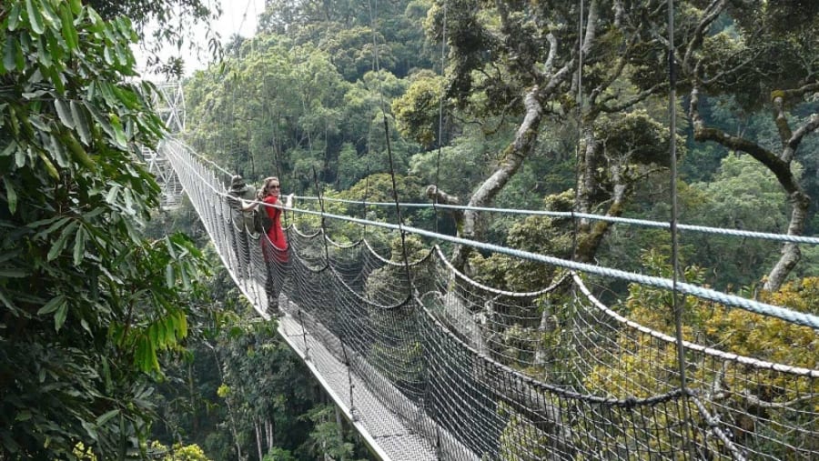 Nyungwe Forest National Park