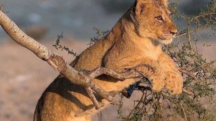 Witness the tree climbing cheetahs