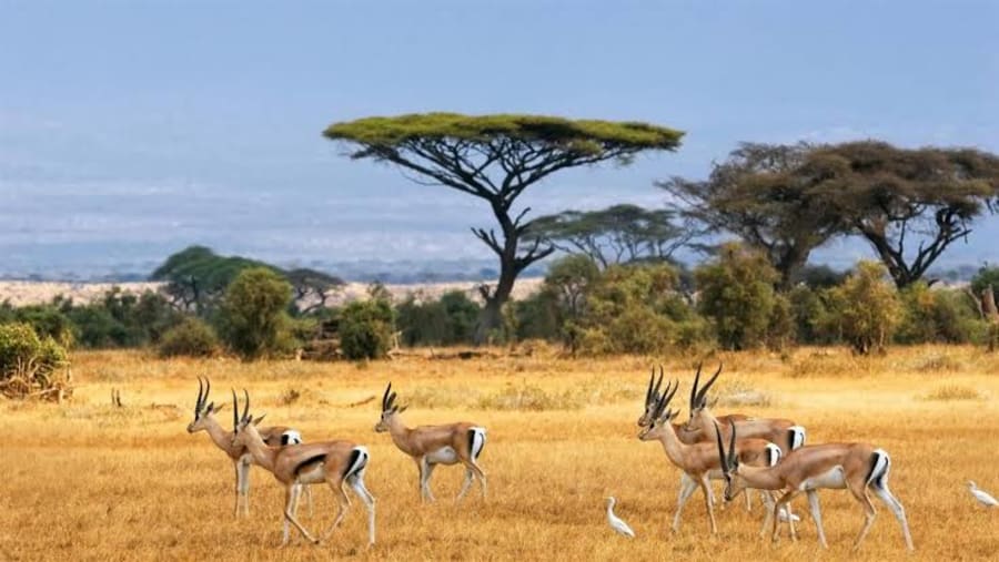 Enjoy the African Safari