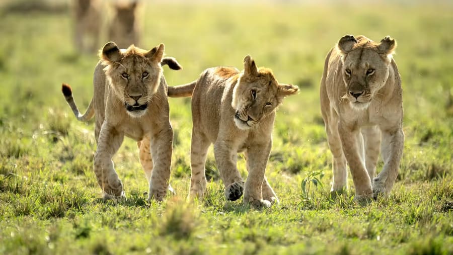 Wildlife in Serengeti