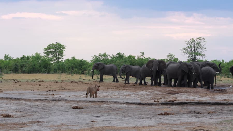 Wildlife in Moremi Game Reserve