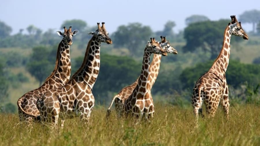 Giraffes