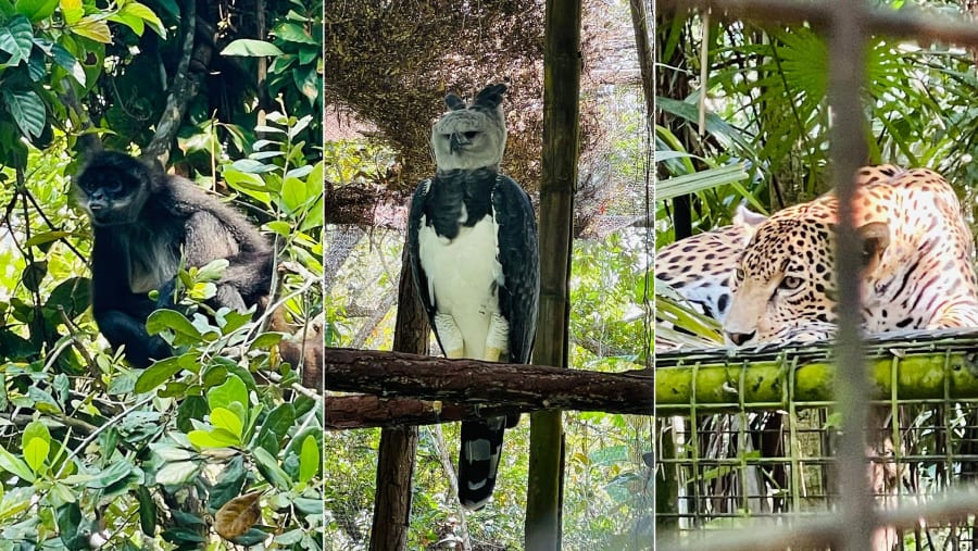Exotic wildlife in Belize Zoo