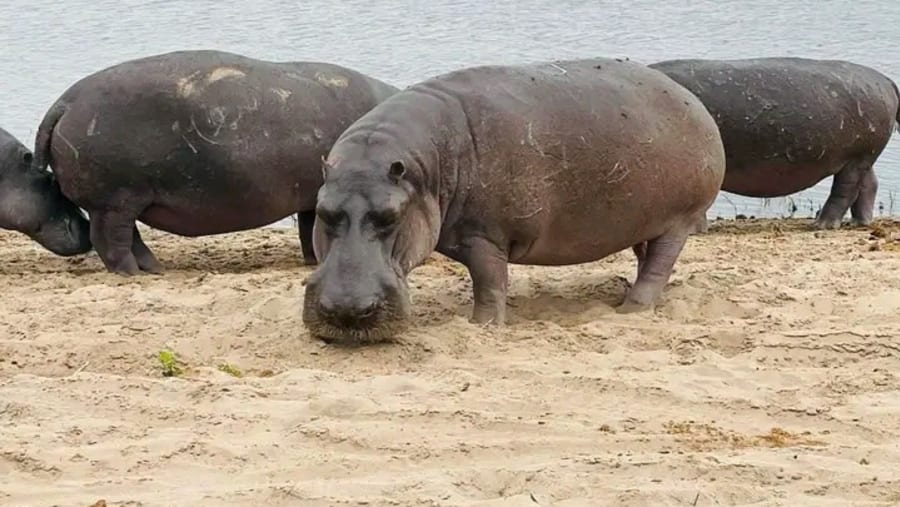 Chobe Safari