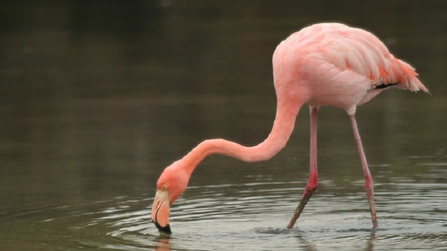 See Pelicans in the Islands of Ecuador