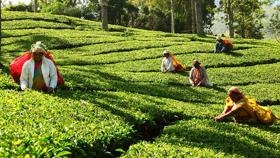 Munnar Picking Tea