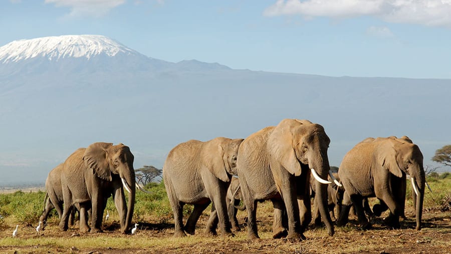 Elephants in Amboseli