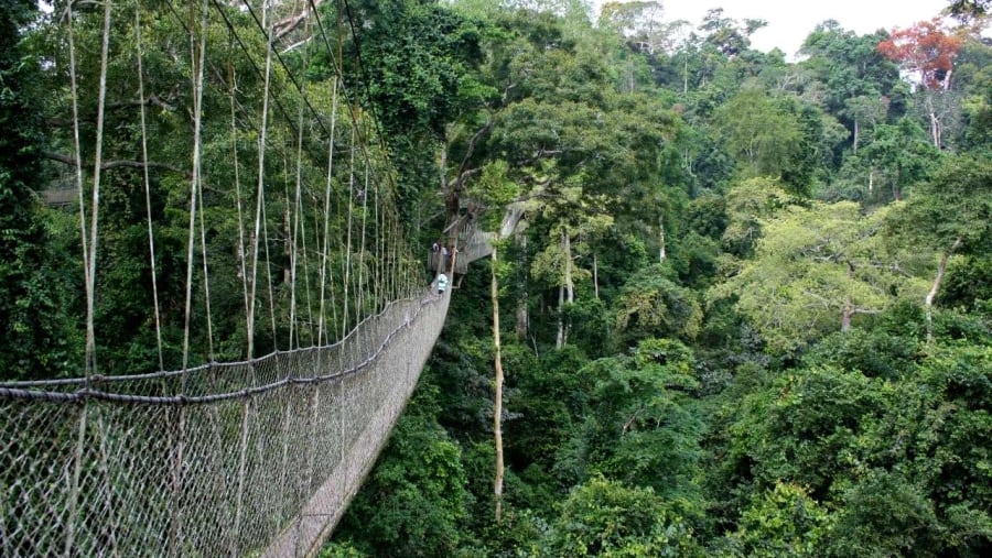 Walk Through the Splendid Canopy Walkway
