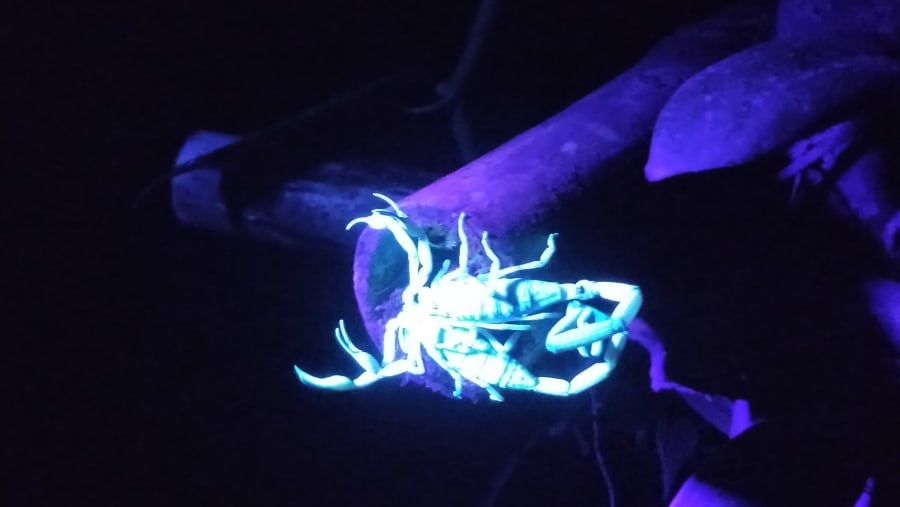 Night walk with Biologist