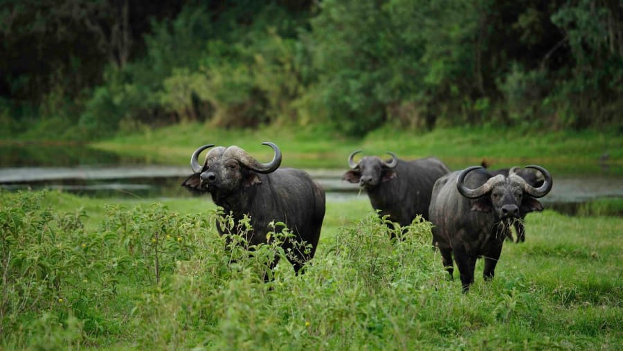 African Buffaloes at Ngorongoro