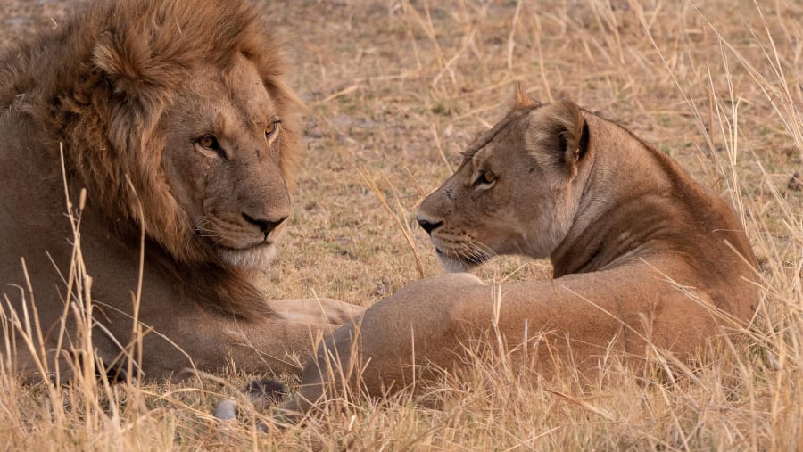 African lions