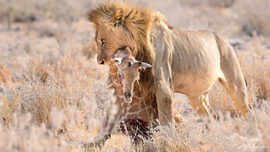 Witness the African wildlife