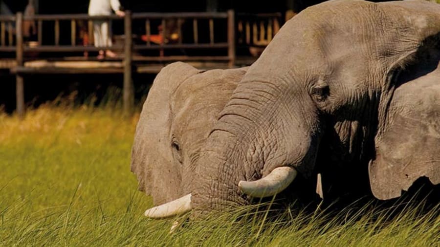 Elephants next to CAMP