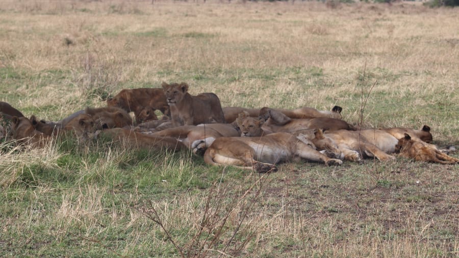 The Serengeti Pride