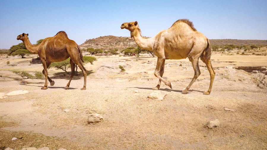 Desert