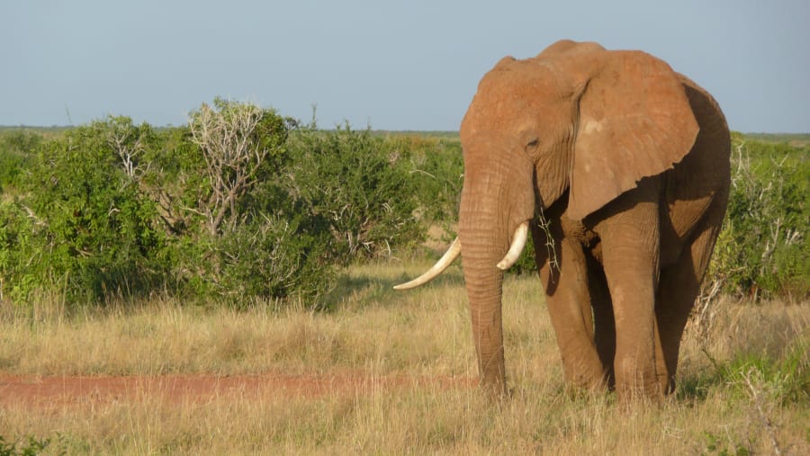 Elephant at Tsavo East National Park