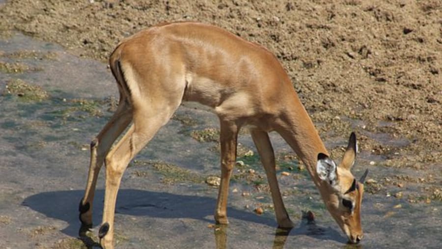 Deer spotted in Ruaha National Park