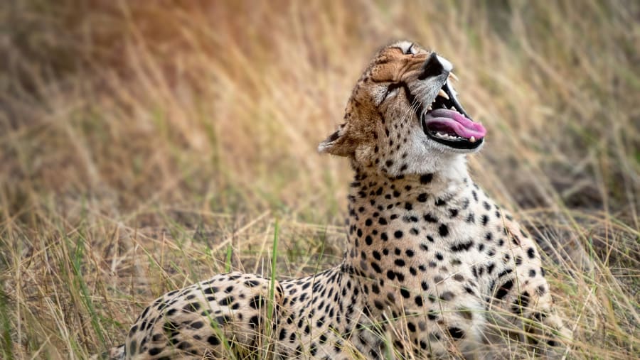Masai Mara