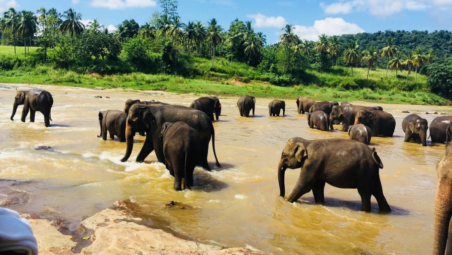 Pinnawala Elephant Orphanage