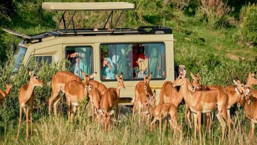 Safari