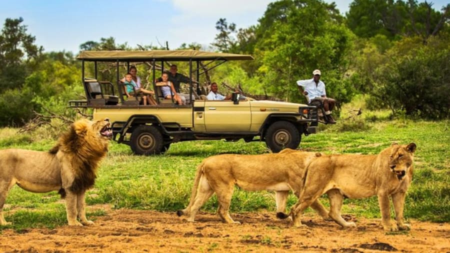 Spot Lions on a Game Drive