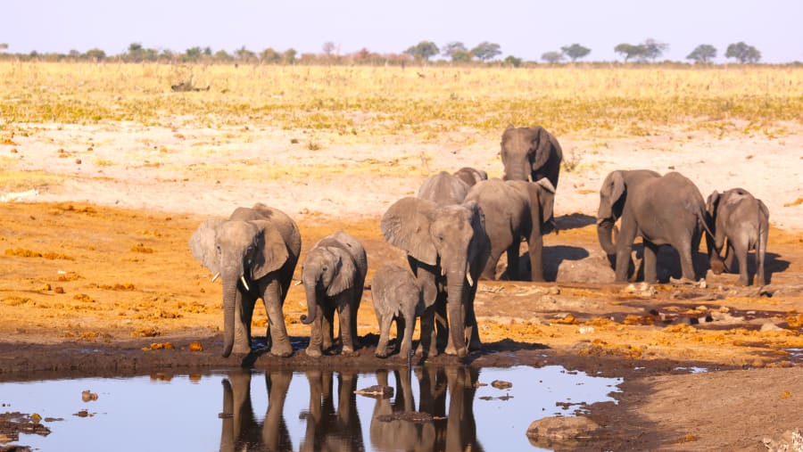 Witness harmonious elephant herds