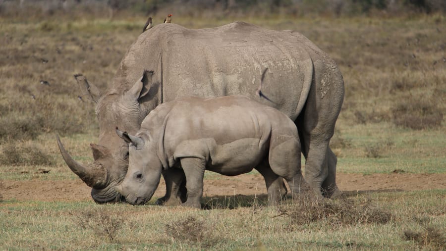 Southern white rhino Mother and Calf