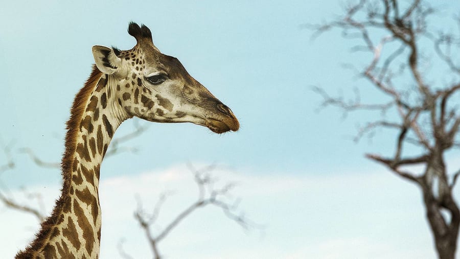 Giraffe