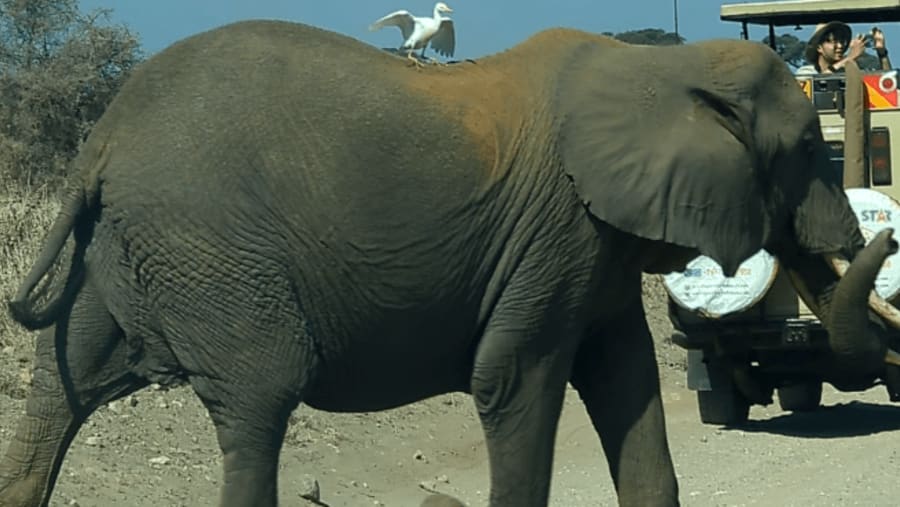 Bush Elephant