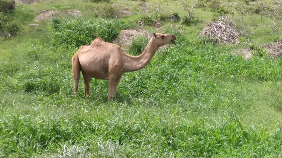 camel