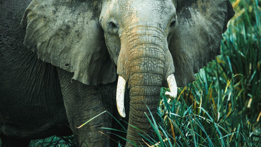 Elephant