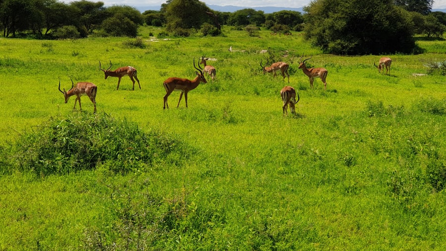 Animal Encounter