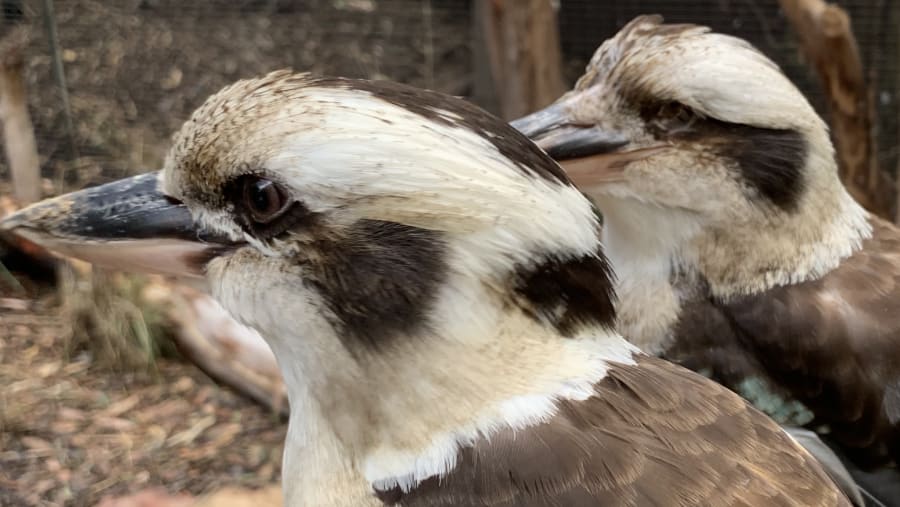 Kookaburra