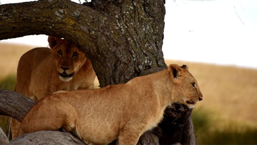 Tree-climbing Lions at Lake Manyara