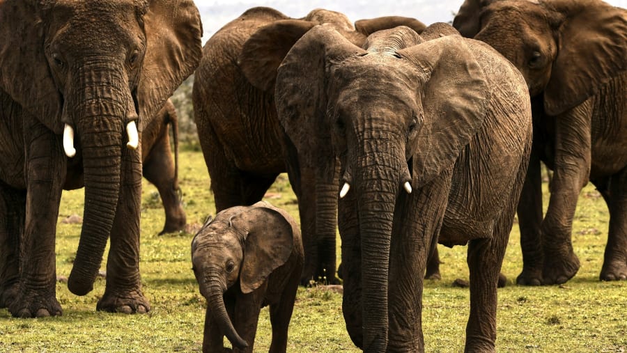African Elephants