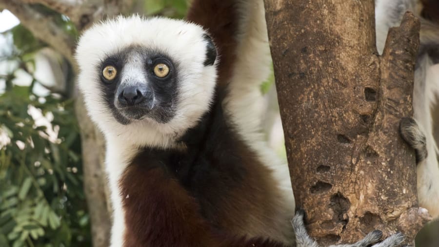 Lemurs Park, Madagascar